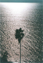 ポストカード輝く海と一本の椰子
